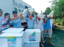vietnams shrimp exports remain firm in the coronavirus pandemic