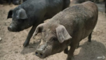 vietnam us jointly study vaccine against african swine fever