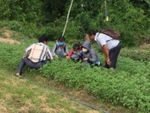 mayu inno japanese friend helps ben tre to implement organic agriculture model