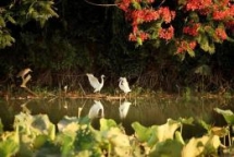 dao co natural space among hung yen city