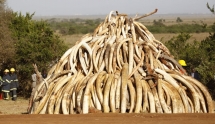 mekong region short film competition on illegal wildlife trade launched