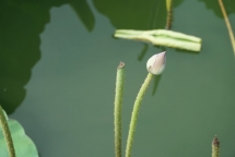 lotus flowers color the charming hue