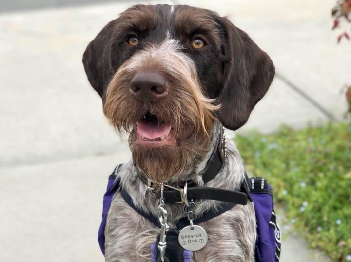 5 things everyone should know about service dogs in US