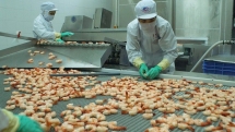 aquatic product export estimated at usd 394 billion in first half