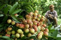 thanh ha litchi be qualified to prevail the strictest market in the world