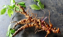 Vietnam promotes Ngoc Linh ginseng as a national brand