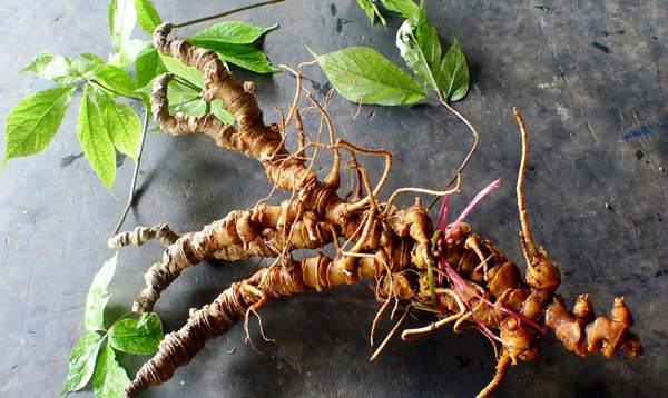 Vietnam promotes Ngoc Linh ginseng as a national brand