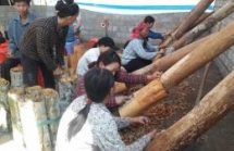 cinnamon tree helps bao lac farmers escape poverty
