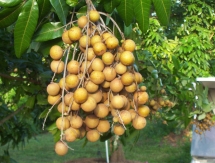 vietnam to ship longan to us for first time