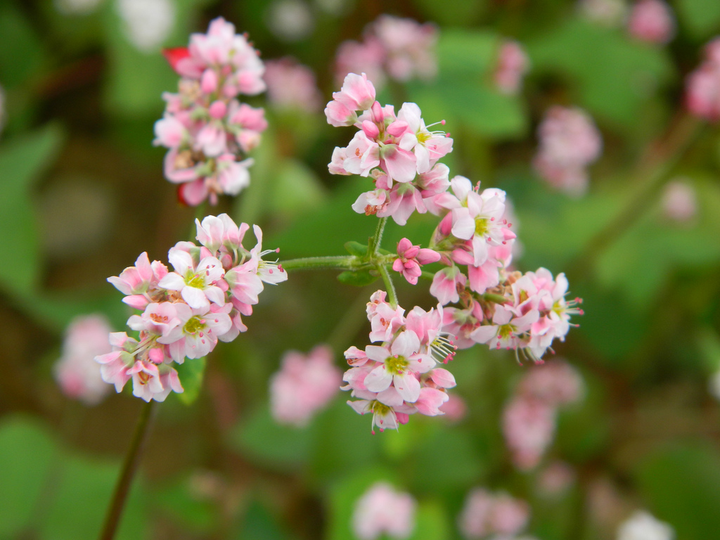 Ha Giang Buckwheat Festival 2016 to Open in Oct