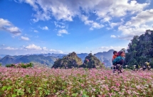 ha giang buckwheat festival 2016 to open in oct