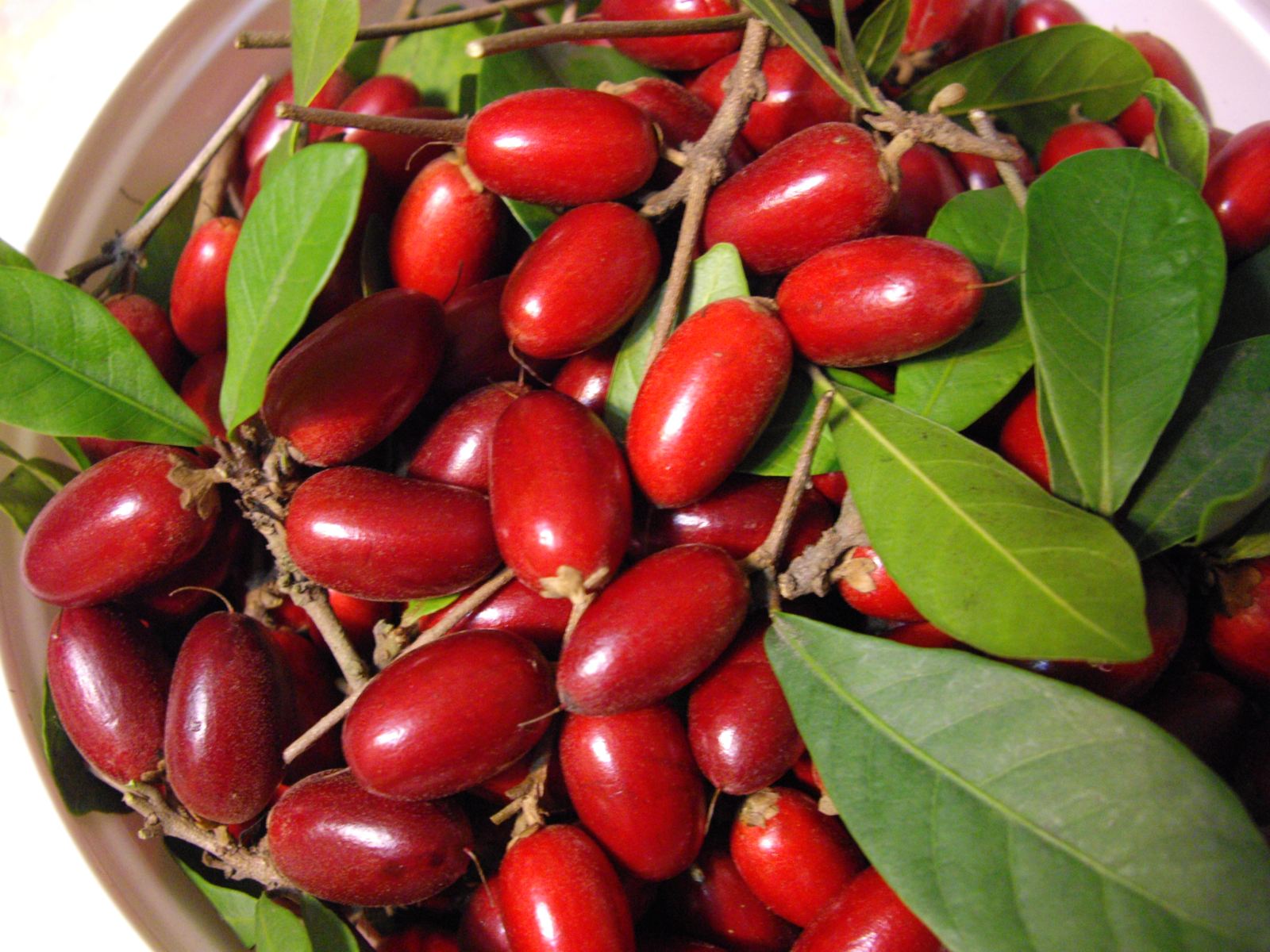 Top 10 rarest and tastiest fruits in the world