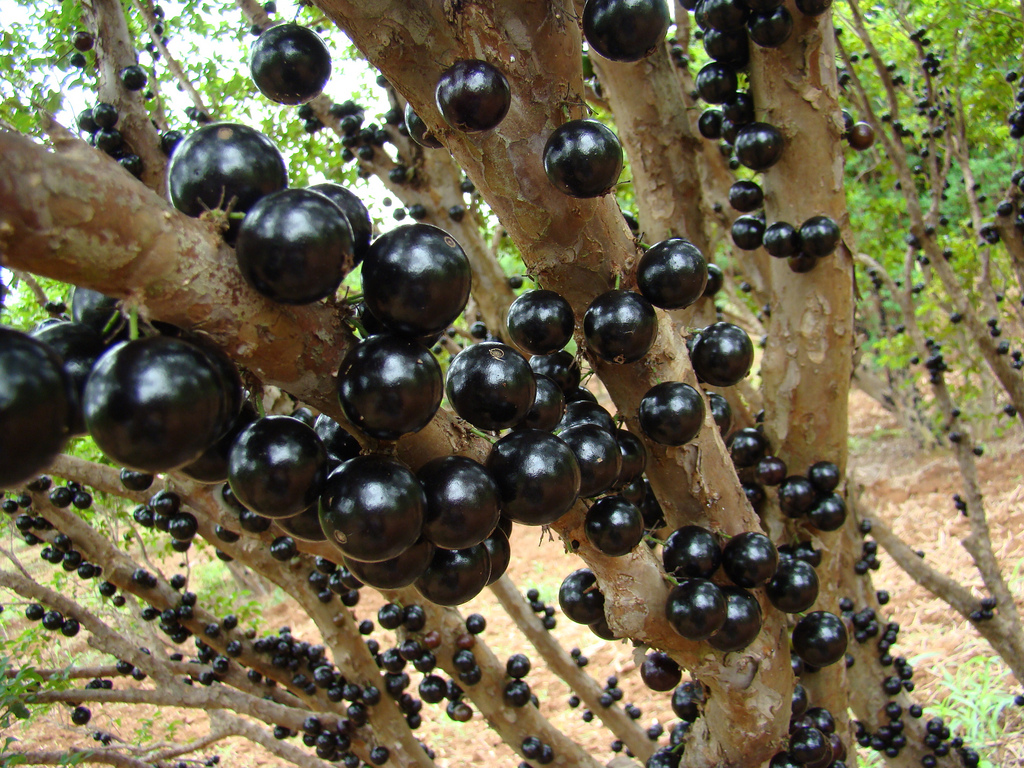 Top 10 rarest and tastiest fruits in the world