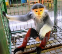 rare primate handed over to cuc phuong park