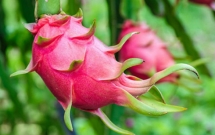vietnamese dragon fruits journey to australia