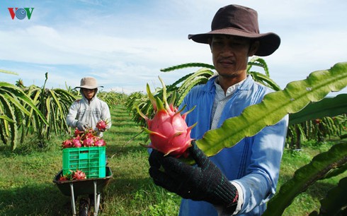 mo rong thi truong thanh long san pham sach la dieu kien tien quyet hinh 1