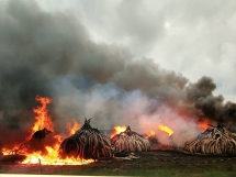 say no to ivory campaign launched to protect elephants