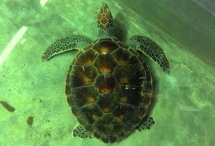 Vietnam strengthens protection of rare sea turtles