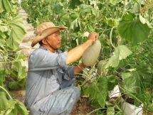 vietnam us enhance farm produce trade