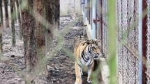 tiger detected positive for coronavirus in the us raising queries about transmission in animals