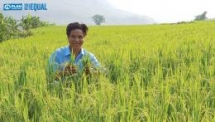 hki vietnam delivers over 1000 ducks to lai chaus impoverished villages