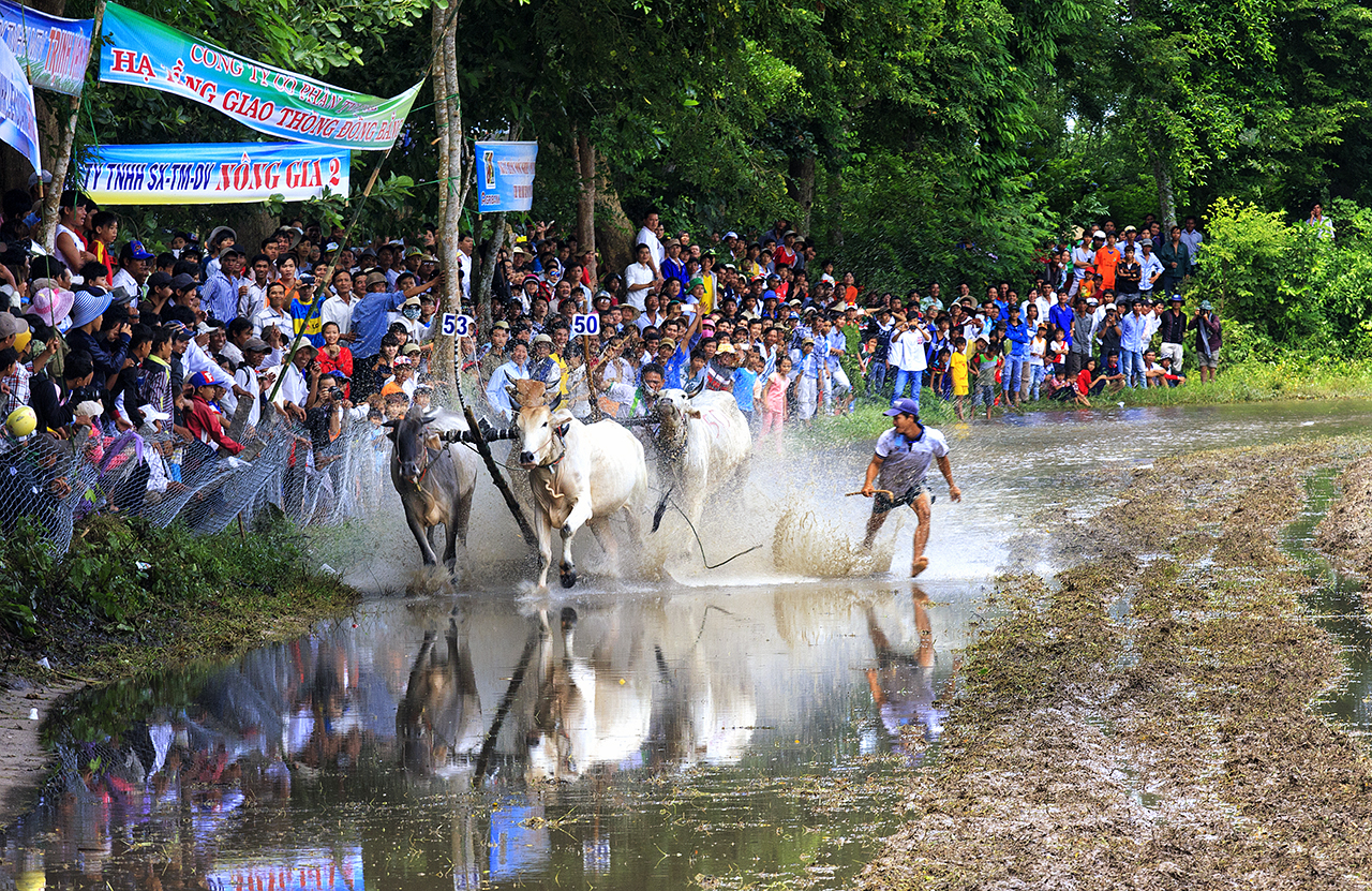 Cow racing festival in An Giang