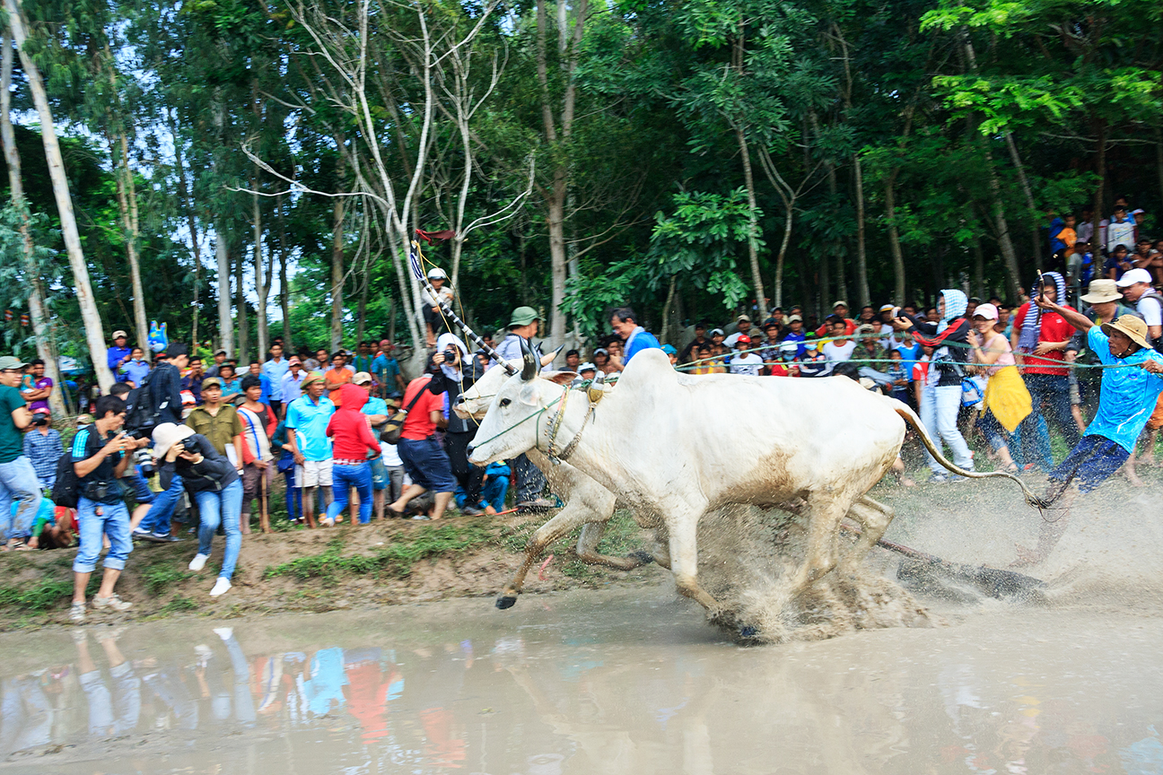 Cow racing festival in An Giang