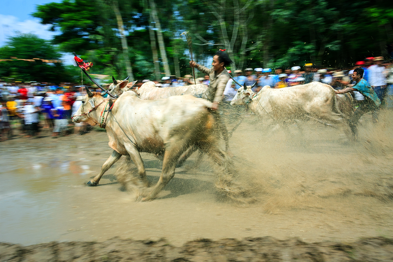 Cow racing festival in An Giang