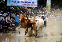 Cow racing festival in An Giang