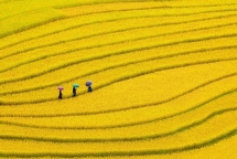 mu cang chai highlights vietnam beauty says cnbc