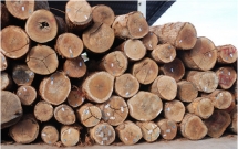 wood industry feels the heat from chinese buyers