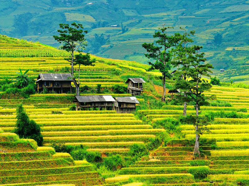 Mu Cang Chai, your ideal autumn destination