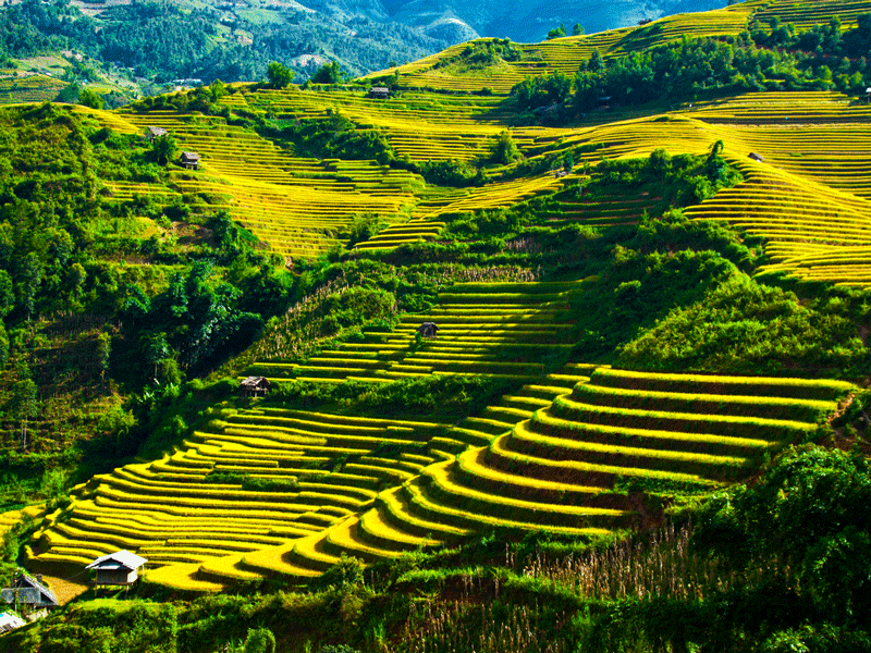 Mu Cang Chai, your ideal autumn destination