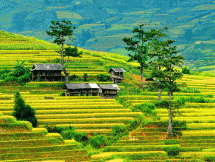 mu cang chai your ideal autumn destination