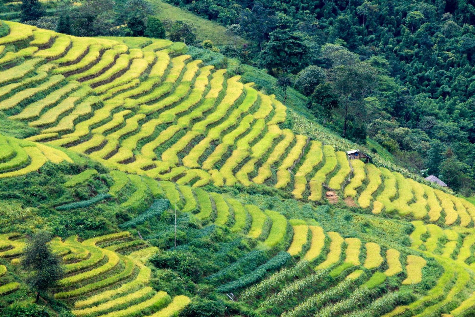 Ripening rice fields in Vietnam’s northwestern region