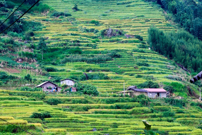 Ripening rice fields in Vietnam’s northwestern region