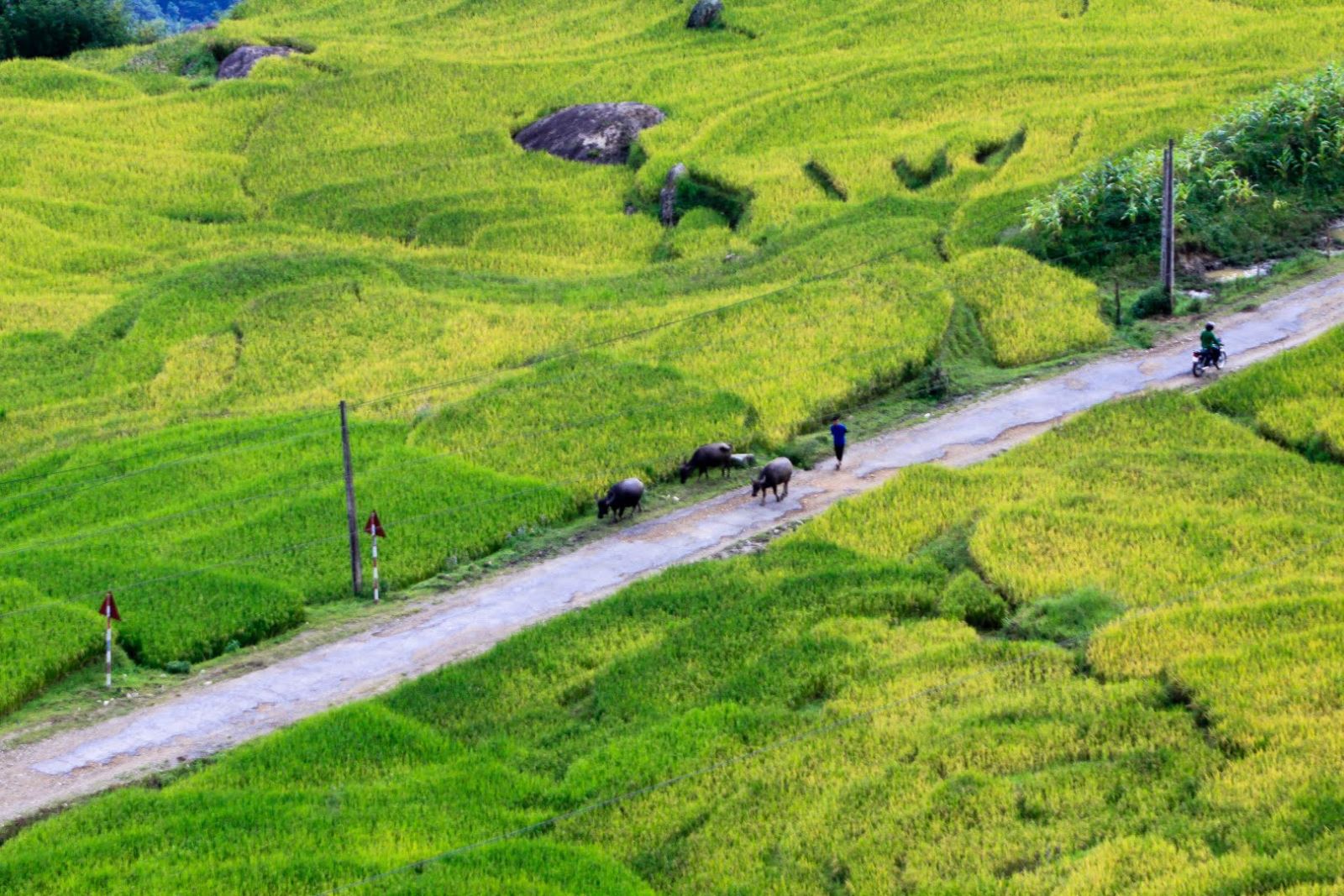 Ripening rice fields in Vietnam’s northwestern region