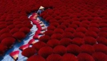 four pictures by vietnamese photographers make it to top 50 of agora awards