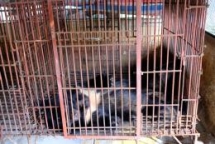 no more bars for two asiatic black bears in ha nam
