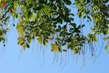 the stork flock which is considered as villagers treasure