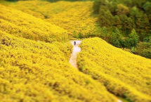 Wild sunflower season in Dalat