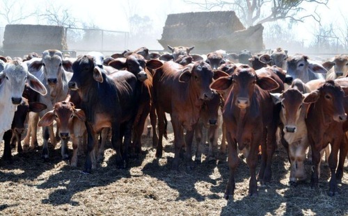 A Vietnamese businessman spent USD 18 million to acquire a farm in Australia