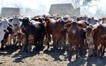 a vietnamese businessman spent usd 18 million to acquire a farm in australia