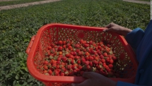 Water-rich fruits and veggies for winter