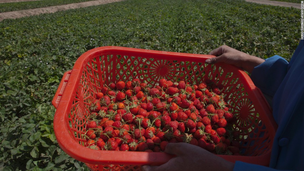 <strong>Strawberries</strong><br />Water content: 91.0%<br /><br />All berries are good foods for hydration, but juicy red strawberries are easily the best of the bunch. Raspberries and blueberries both hover around 85% water, while blackberries are only slightly better at 88.2%.<br /> <br />"I love strawberries blended in a smoothie or mixed with plain nonfat yogurt—another hydrating food," Gans says. Strawberries add natural sweetness to the yogurt, she adds, and the combo of carbohydrates, fiber, and protein make a great post-workout recovery snack.<br /> <br /><a href="http://www.health.com/health/gallery/0,,20306851,00.html" target="_blank">Health.com: 12 summer fruit and veggie recipes</a>