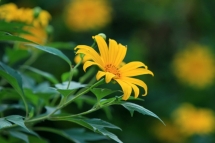 a beautiful carpet of mexican tournesol near hanoi