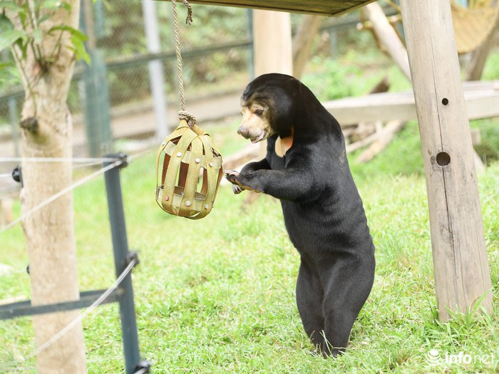 Hollywood star Maggie Q visits Vietnam Bear Rescue Centre in Tam Dao