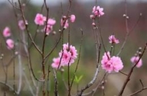 vietnamese buddhist followers in rok celebrate upcoming new year