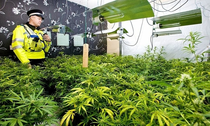 3 vietnamese children rescued from uk cannabis farm