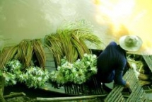 vietnam s water lily season photo won the international competitions first prize